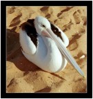 foto scattata cinque anni or sono in Australia.
NIKON FE,  Sigma 28/200