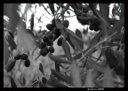 Che olio sarà? Che olio sarà?