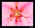 Flower Flower