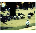 holga vision holga vision