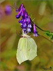 Gonepteryx rhamni Gonepteryx rhamni