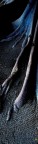 Radici Ficus Radici Ficus