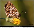Mellicta athalia