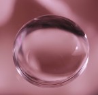 Goccia di rosa