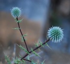 Fiorellini Fiorellini