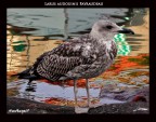 Larus audouinii Payraudeau nome scientifico del gabbiano corso