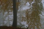 autumn autumn