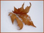 Farfalla