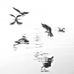 Gabbiani 03 Gabbiani 03