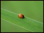 Coccinella Coccinella
