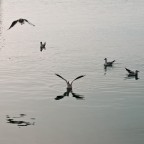 Gabbiani 02 Gabbiani 02