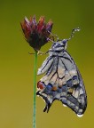 Papilio Papilio
