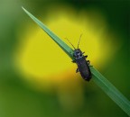 nel giallo nel giallo