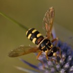 vispa vespetta