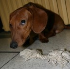 Stato di flagranza di reato Stato di flagranza di reato