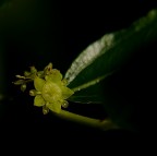 fiore delle giuggiole fiore delle giuggiole