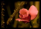 rosae rosae