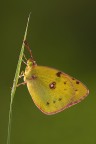 Colias Colias