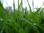 Goccioline sull'erba Goccioline sull'erba