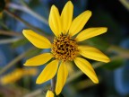 Il Piccolo Sole Il Piccolo Sole