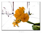 Fiori Fiori