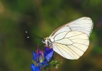 Pieride del biancospino Pieride del biancospino