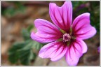 Malva Sylvestris II Malva Sylvestris II