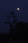 Cielo notturno africano Cielo notturno africano