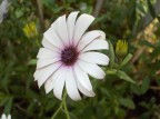 (Esperimento super-macro)