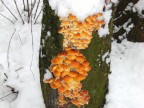 funghi invernali...prima funghi invernali...prima