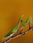 Mantis Mantis