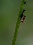 Parsimoniosa