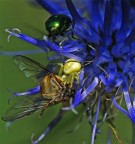 ragno granchio con preda ragno granchio con preda