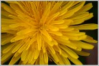 Giallo Giallo