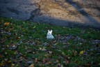 cuccioli del parco cuccioli del parco
