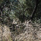 Negli ulivi Negli ulivi