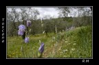 campo campo