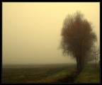 Fogtree Fogtree