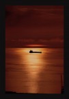 sola nel rosso mare d'inverno sola nel rosso mare d'inverno