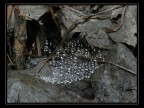 Illusioni della Natura Illusioni della Natura