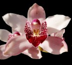 Orchidea Orchidea