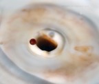 black hole black hole