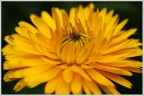 Giallo 2 Giallo 2
