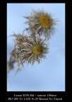 l'inverno regala anche piccoli quadretti floreali ;-)