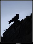 silouette