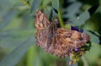 Erynnis tages
