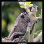 La cavalletta La cavalletta