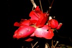La rosa spampanata La rosa spampanata