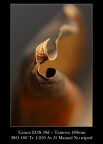 emersione