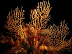 gorgonia gialla (in notturna) gorgonia gialla (in notturna)
